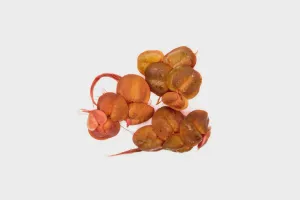 Phyllanthus Fluitans Red Root Floater